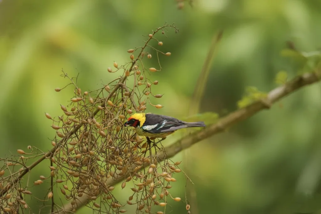 A small yellow-headed bird perched on a berry-covered branch in the Chicaque cloud forest