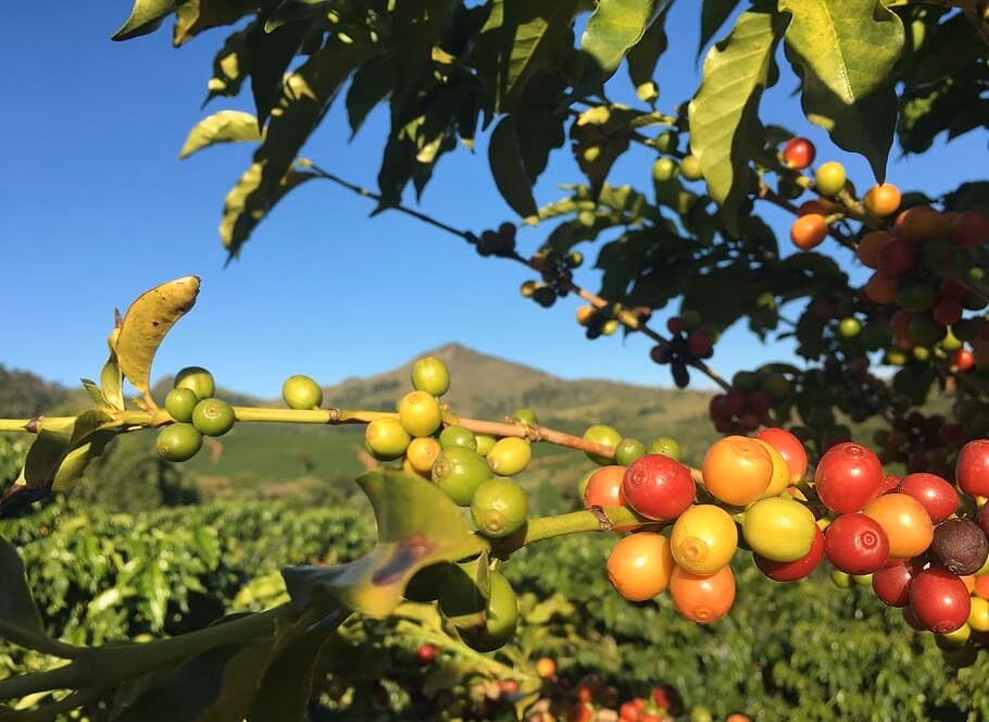 Ripe and unripe coffee cherries on the branch