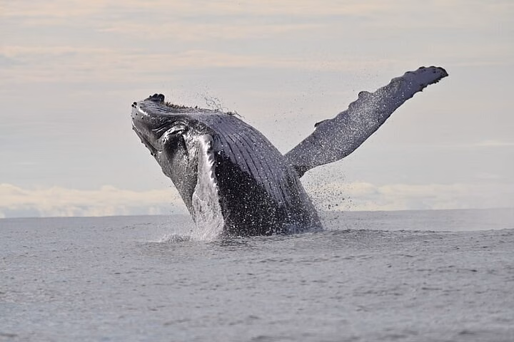 A humpback whale breaching off Colombia Pacific coast