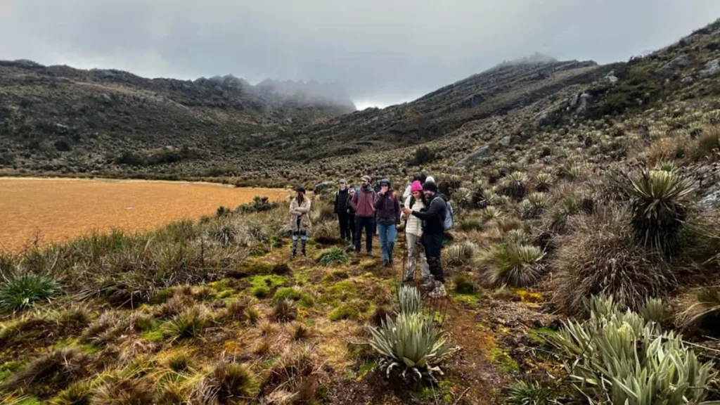 A line of hikers crossing the open Sumapaz paramo between frailejones A line of hikers crossing the open Sumapaz paramo between frailejones