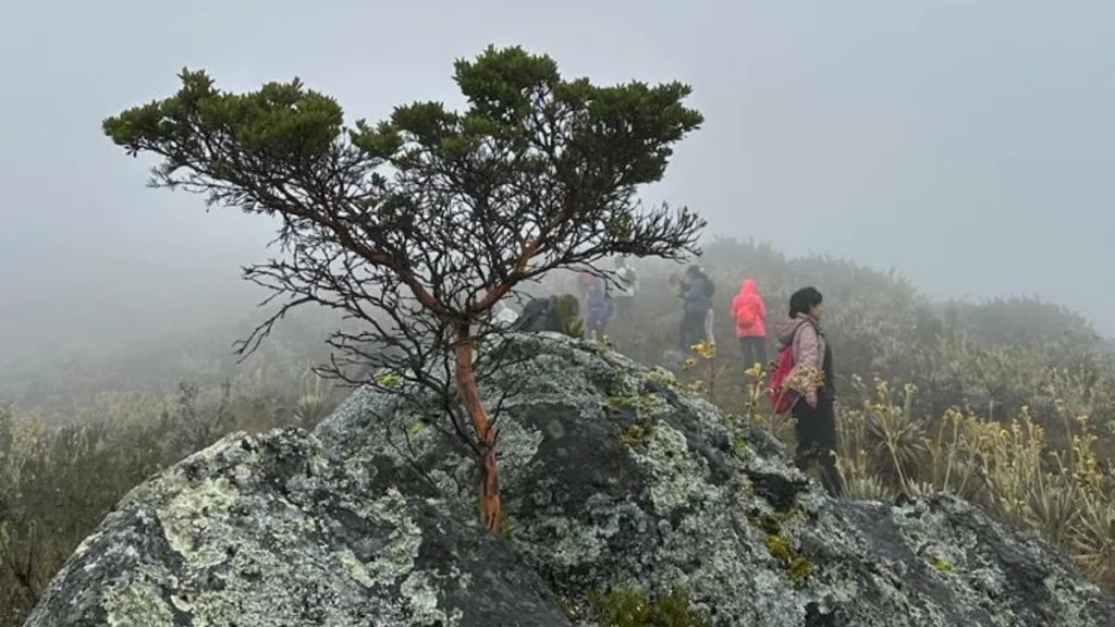 A lone wind-shaped tree on a rock outcrop in the Sumapaz mist